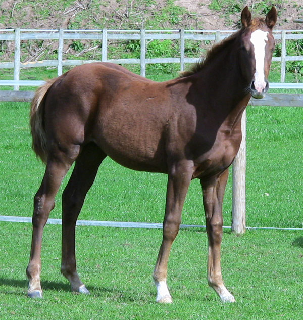 Foals For Sale